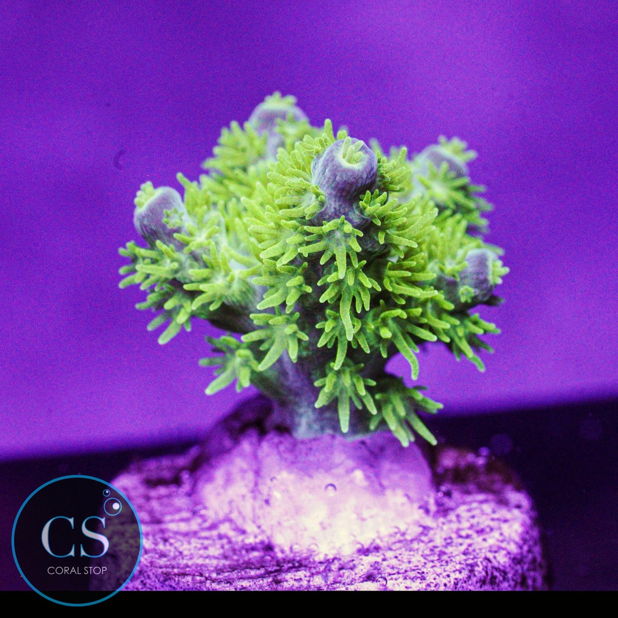 RR Marvin The Martian Acro