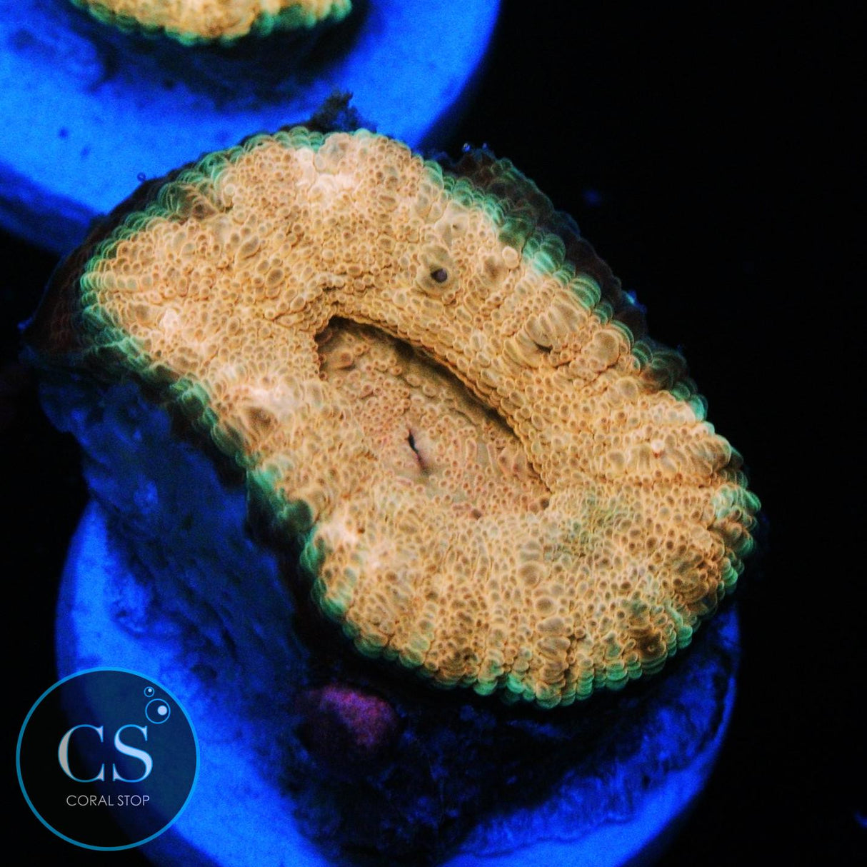 BANANA CREAM ASIAN ACAN
