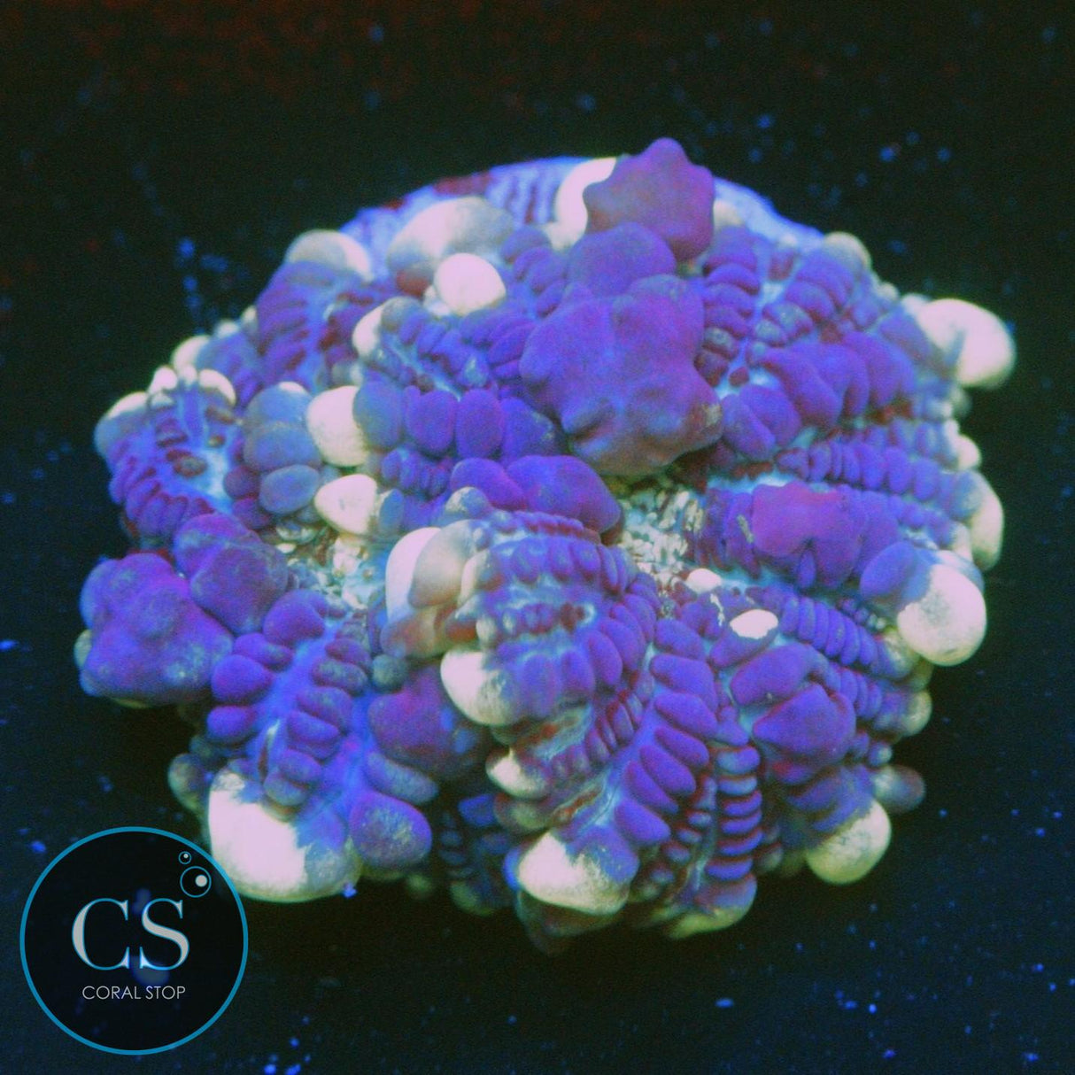CS GRIMACE BOUNCE MUSHROOM