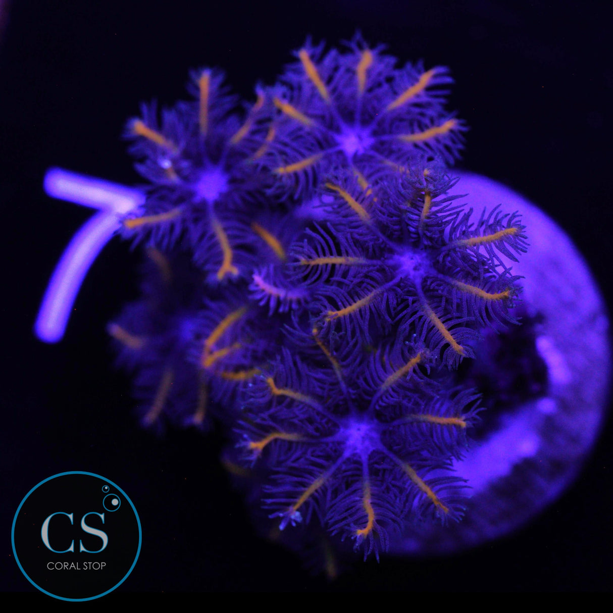 GOLDEN CLOVE POLYPS ZOA
