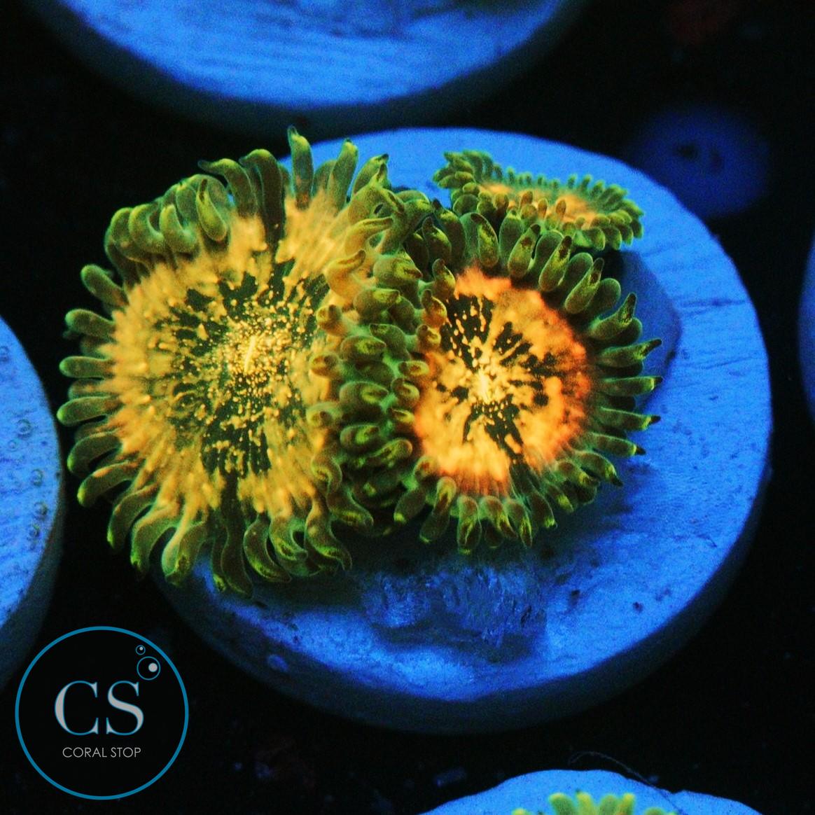 HAWAIIAN DING DANG ZOA