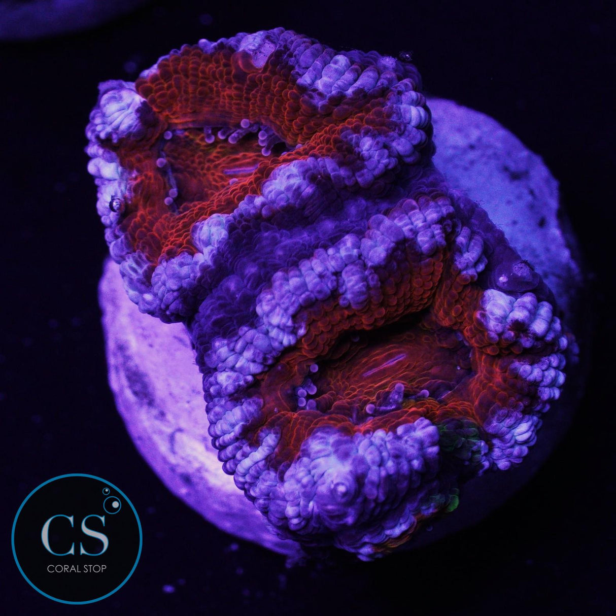Frost Flame Acan