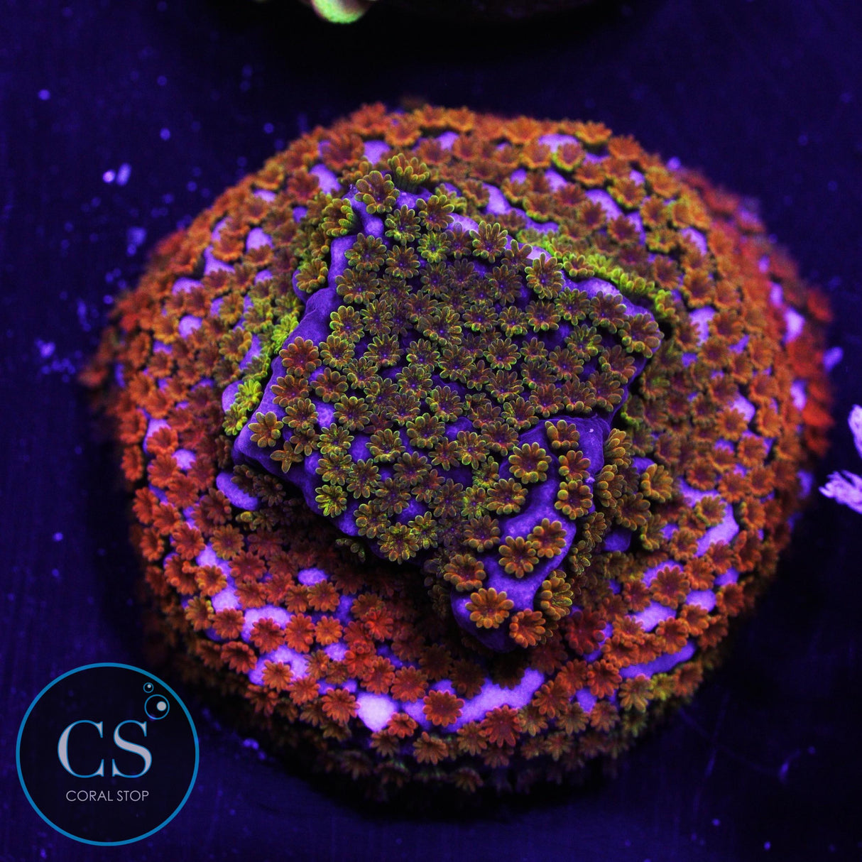 WWC Rainbow Montipora
