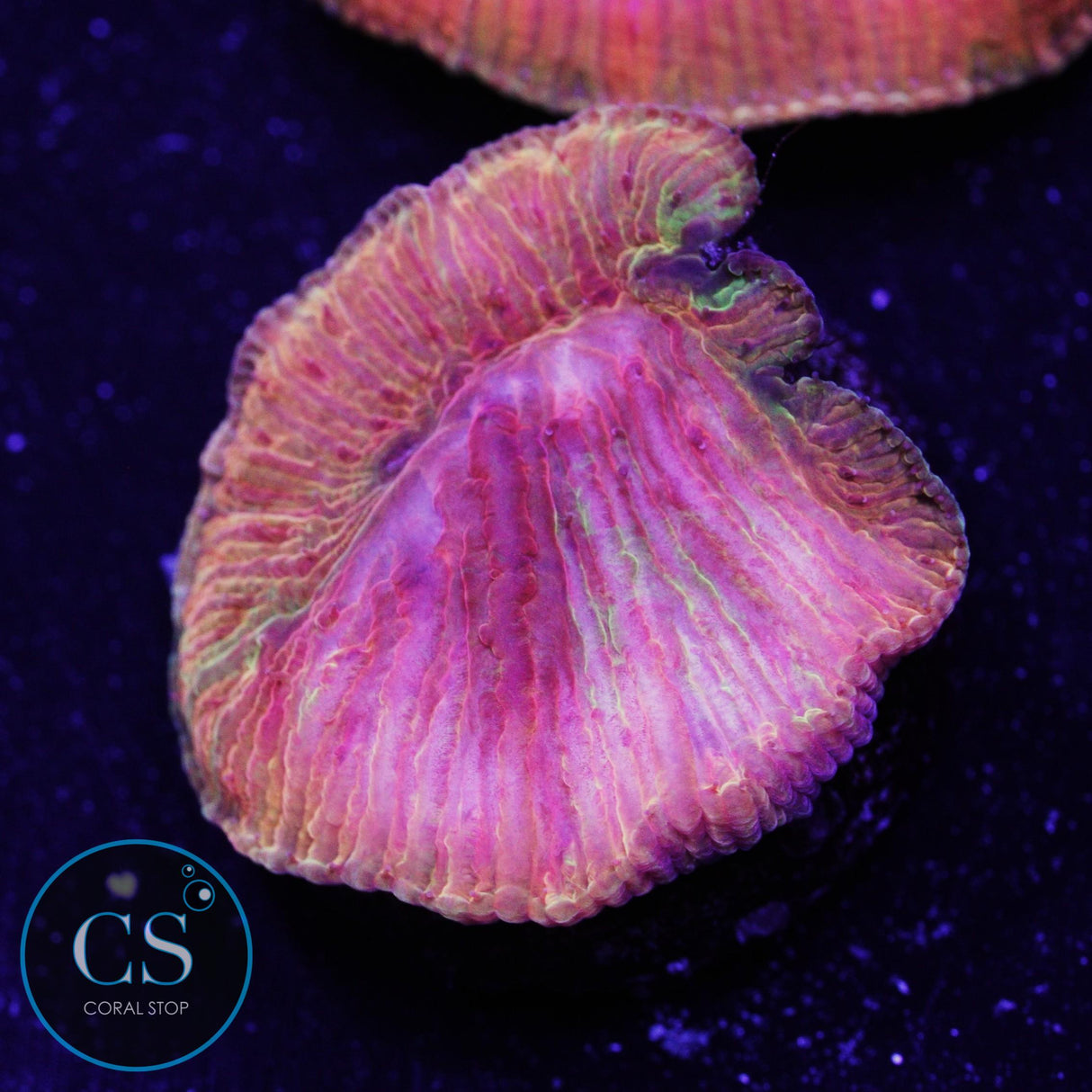 WWC Diablo Rainbow Diaseris Plate