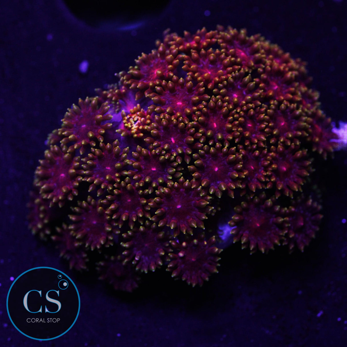 TSA Fire Flower Goniopora