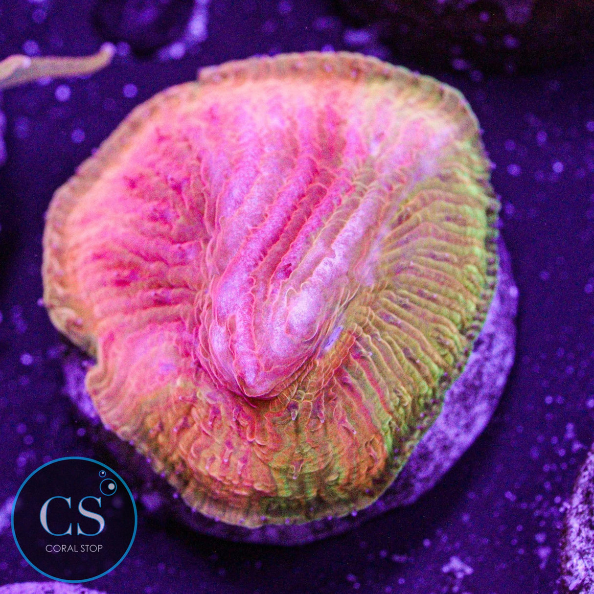 WWC Grafted Diablo Diaseris Plate