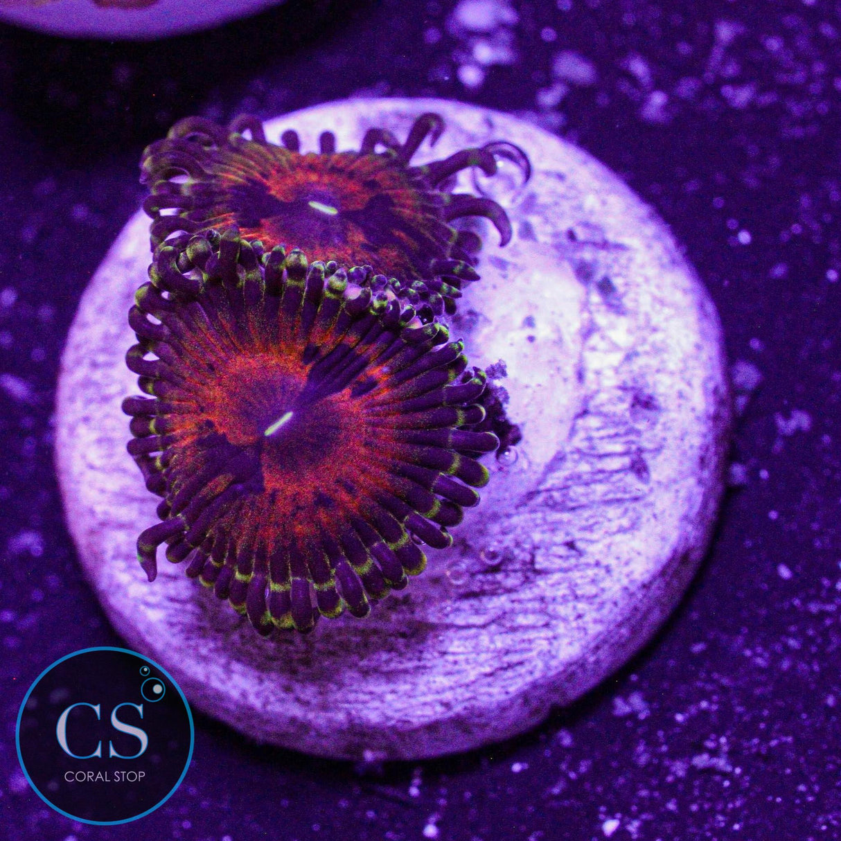 Reverse Hallucination Zoa