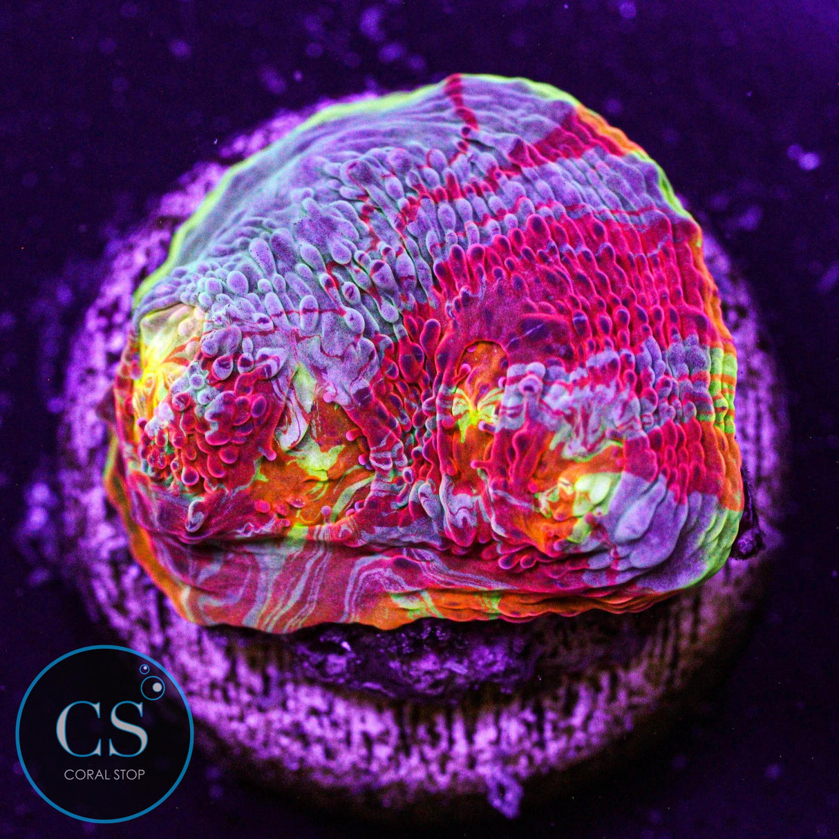 Jellybean Rainbow Chalice