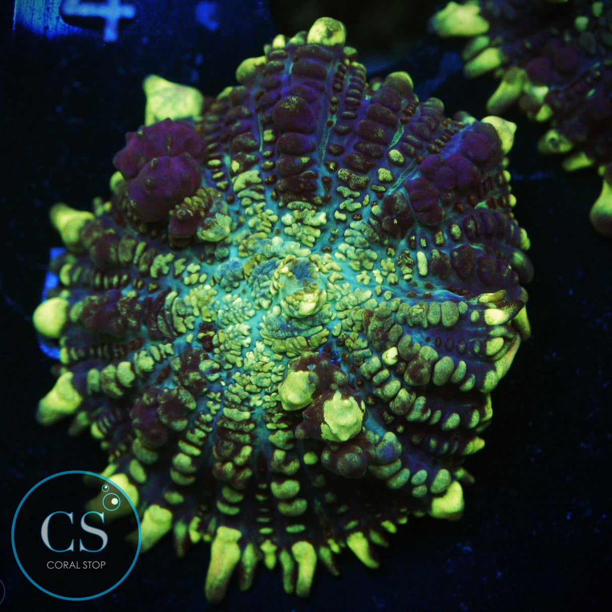 CS GRIMACE BOUNCE MUSHROOM