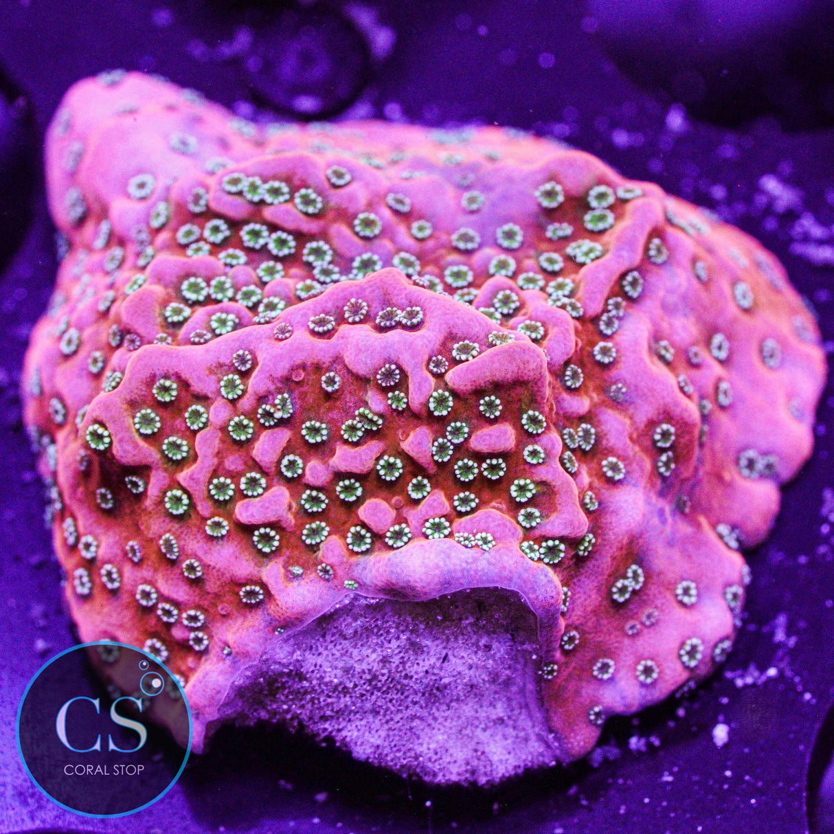 JF Silver Bullet Montipora