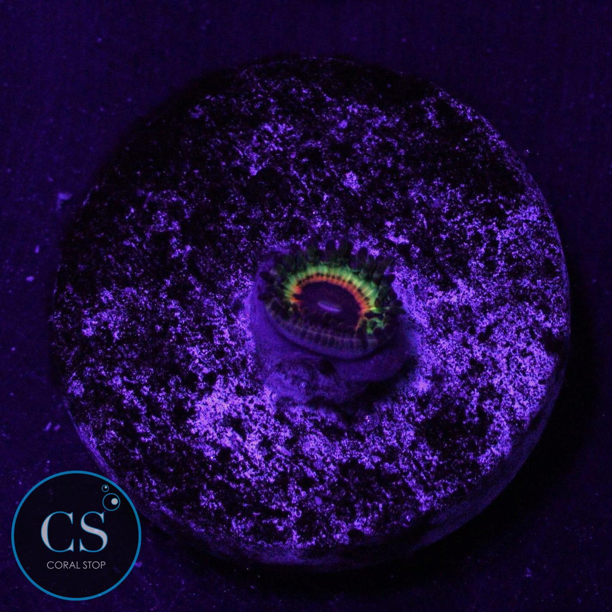 LITTLE SHOP OF HORROR LSOH ZOA