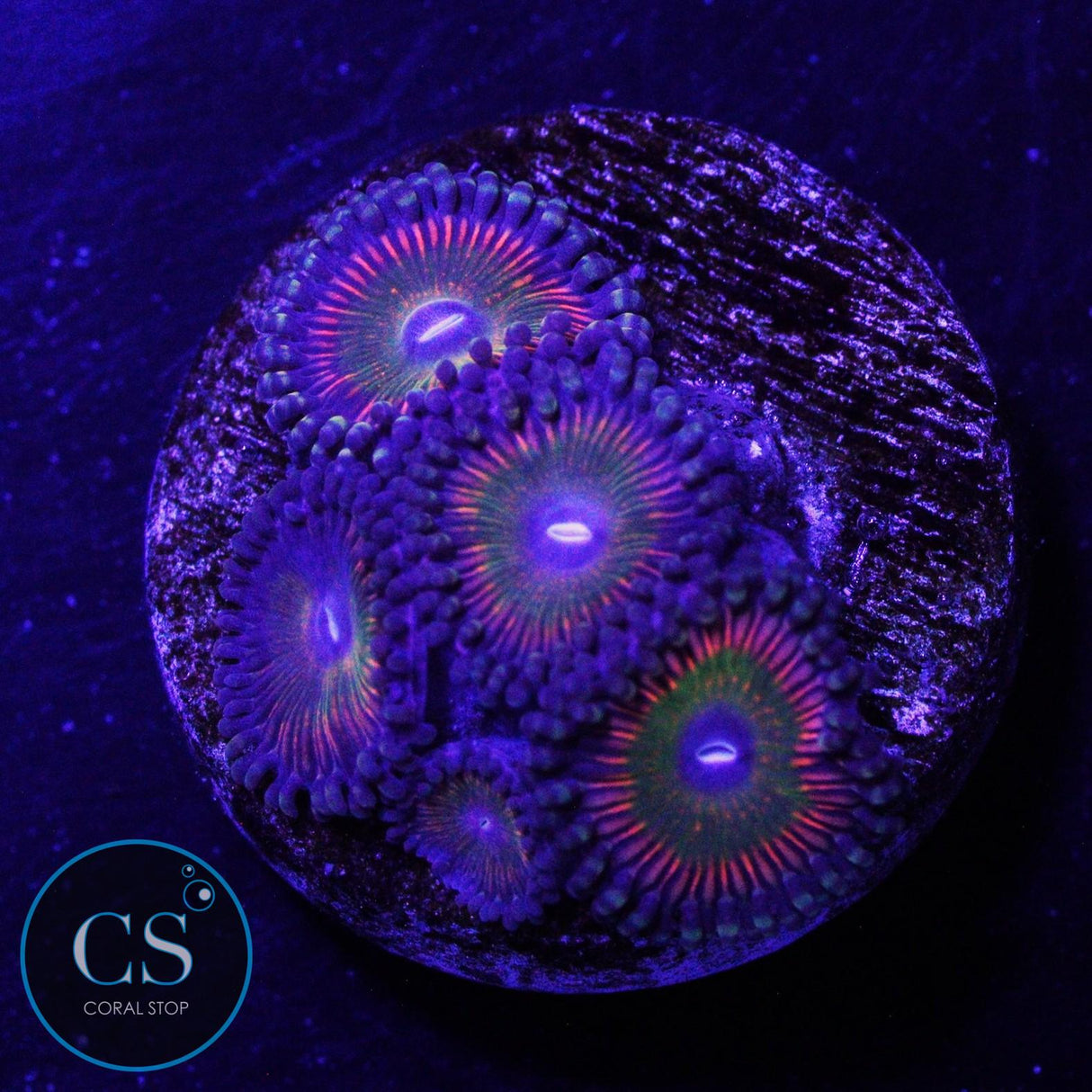CS RAINBOW BOMB ZOA