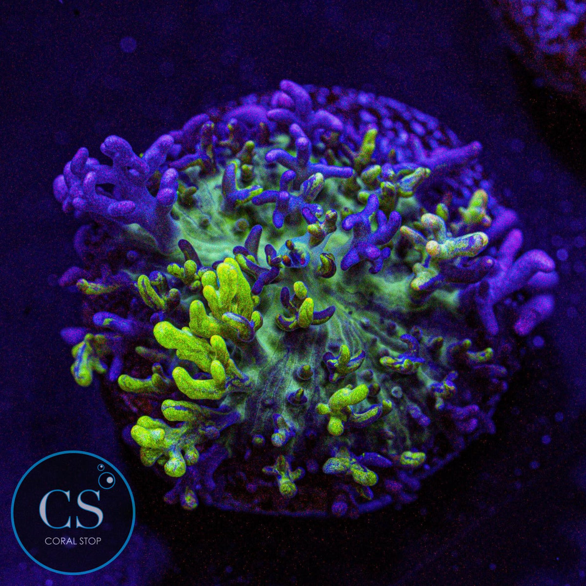 CC Magic Carpet Mushroom