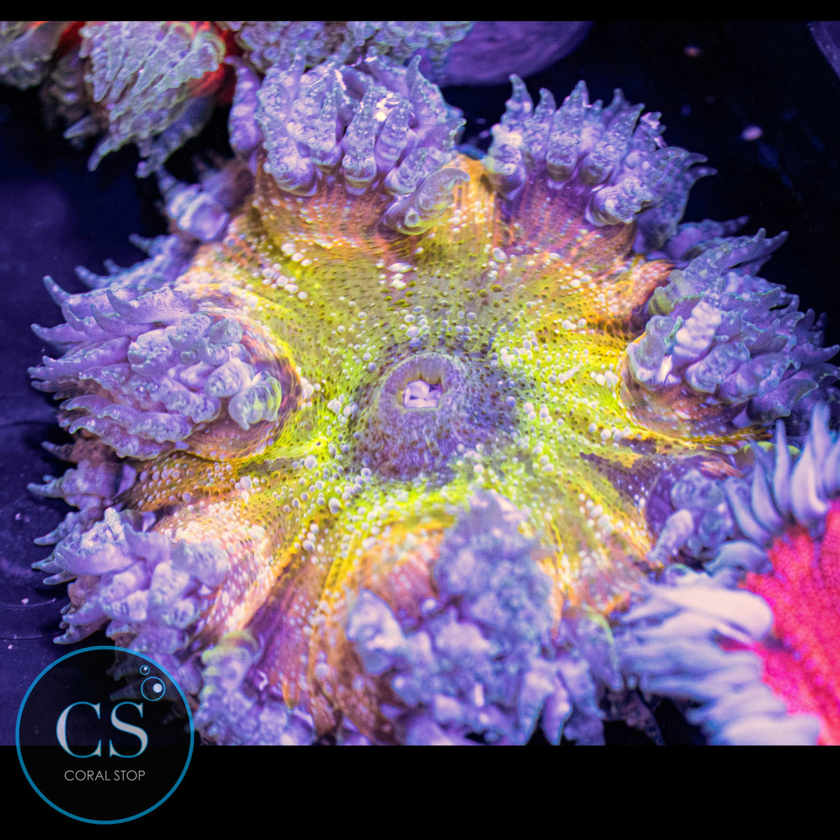 Picasso Rock Flower Anemone