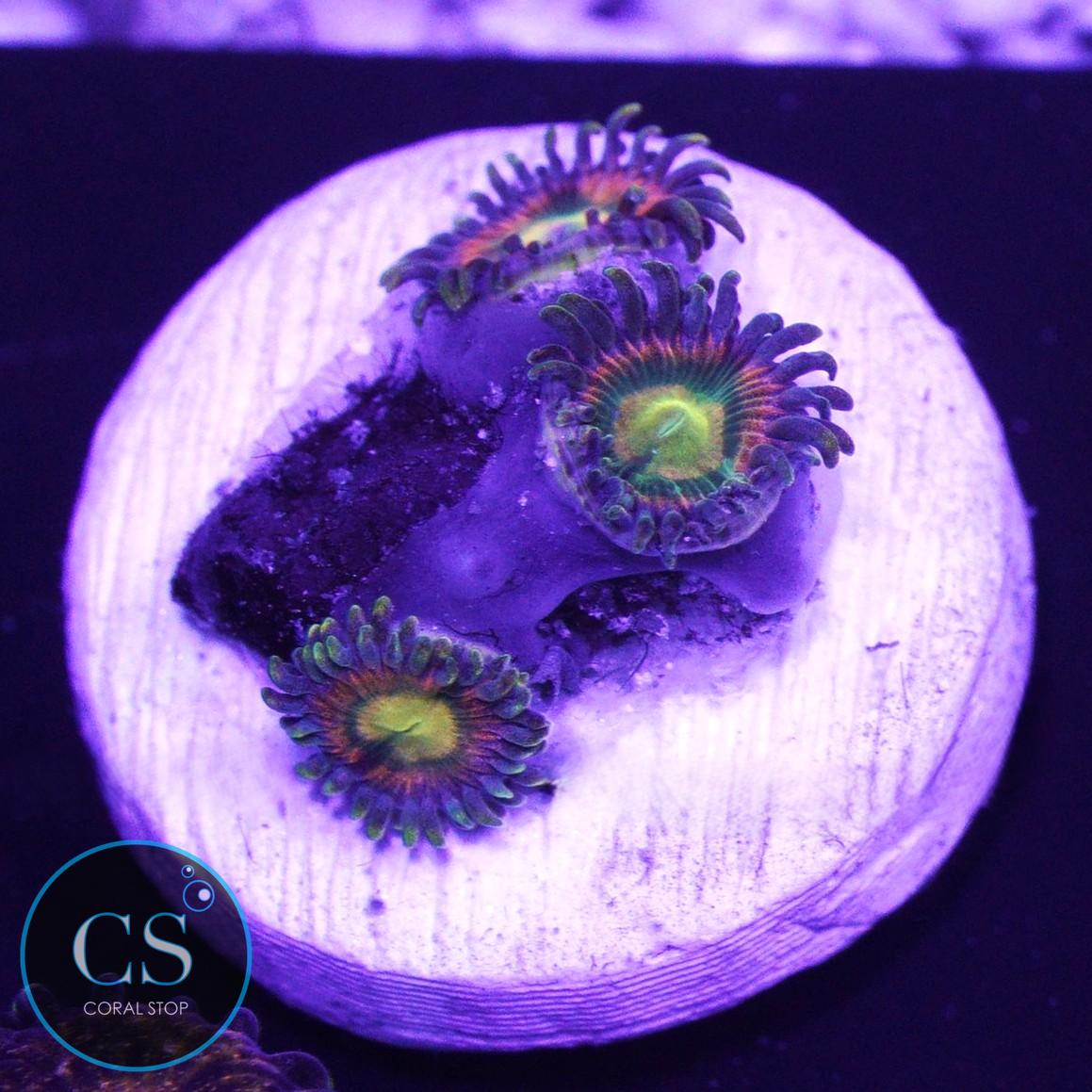RR Kraken Zoa