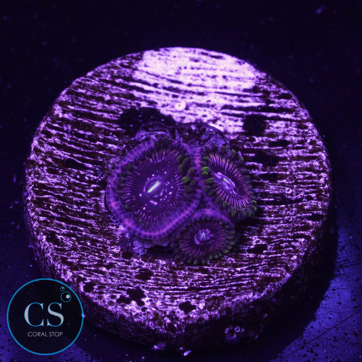 WWC Black Orchid Zoa