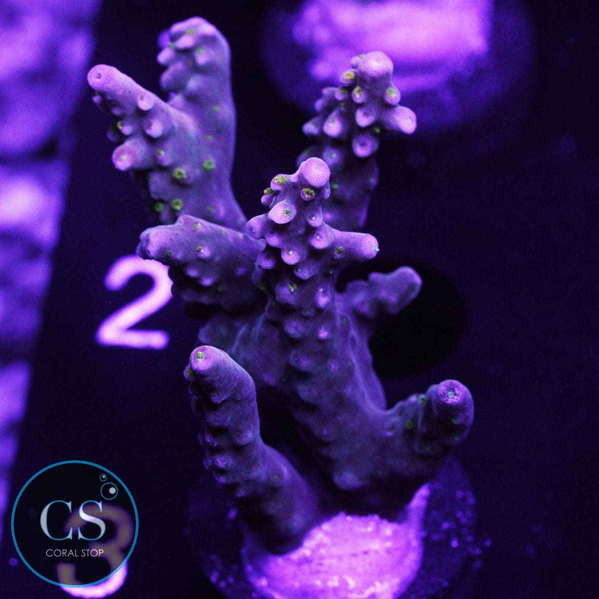 WWC Mojo Man Acro