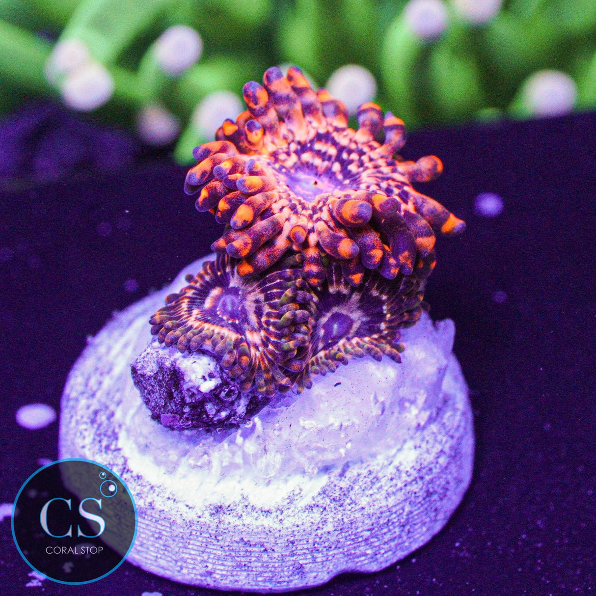 Utter Chaos Zoa