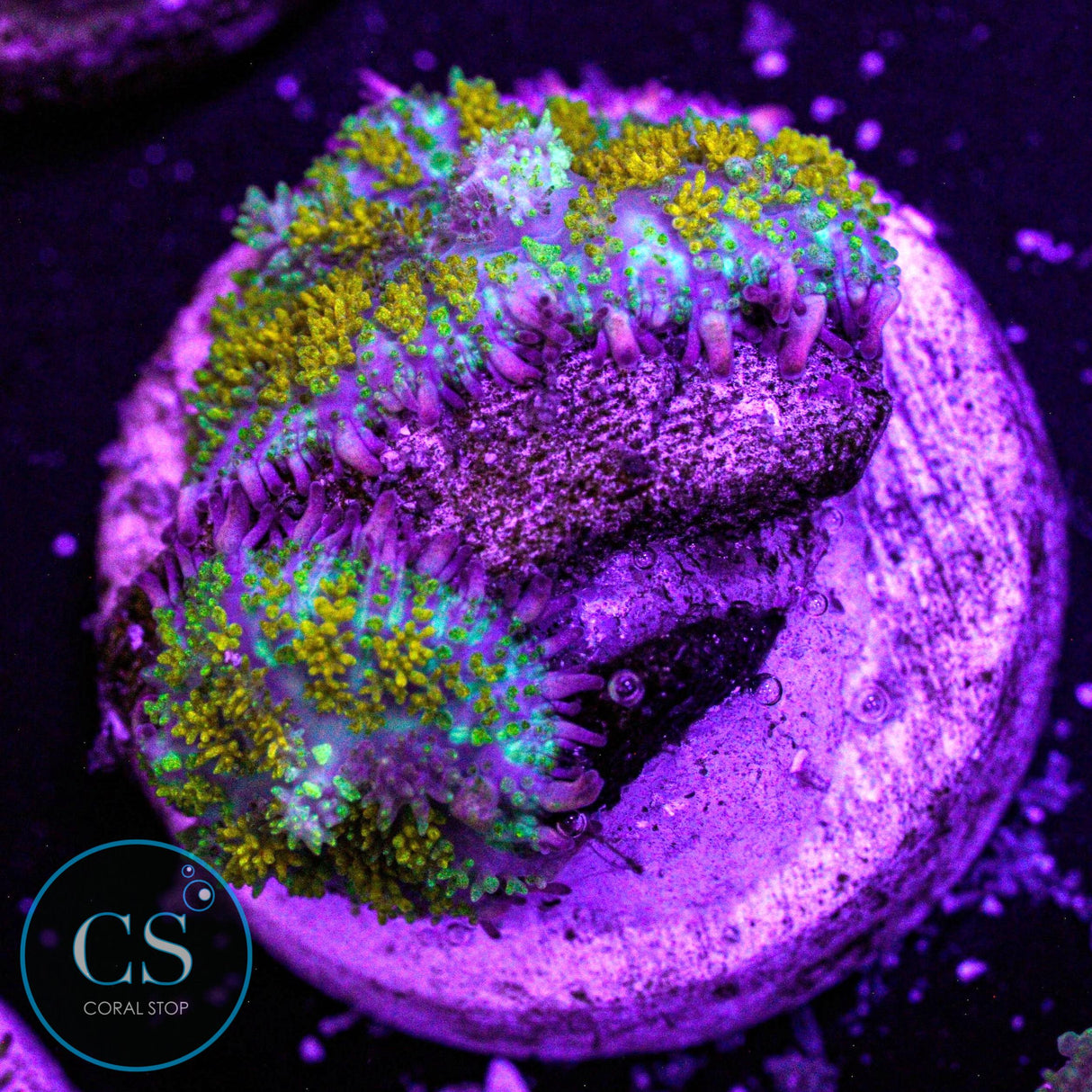 Gonzo Gold Dragon Bounce Mushroom