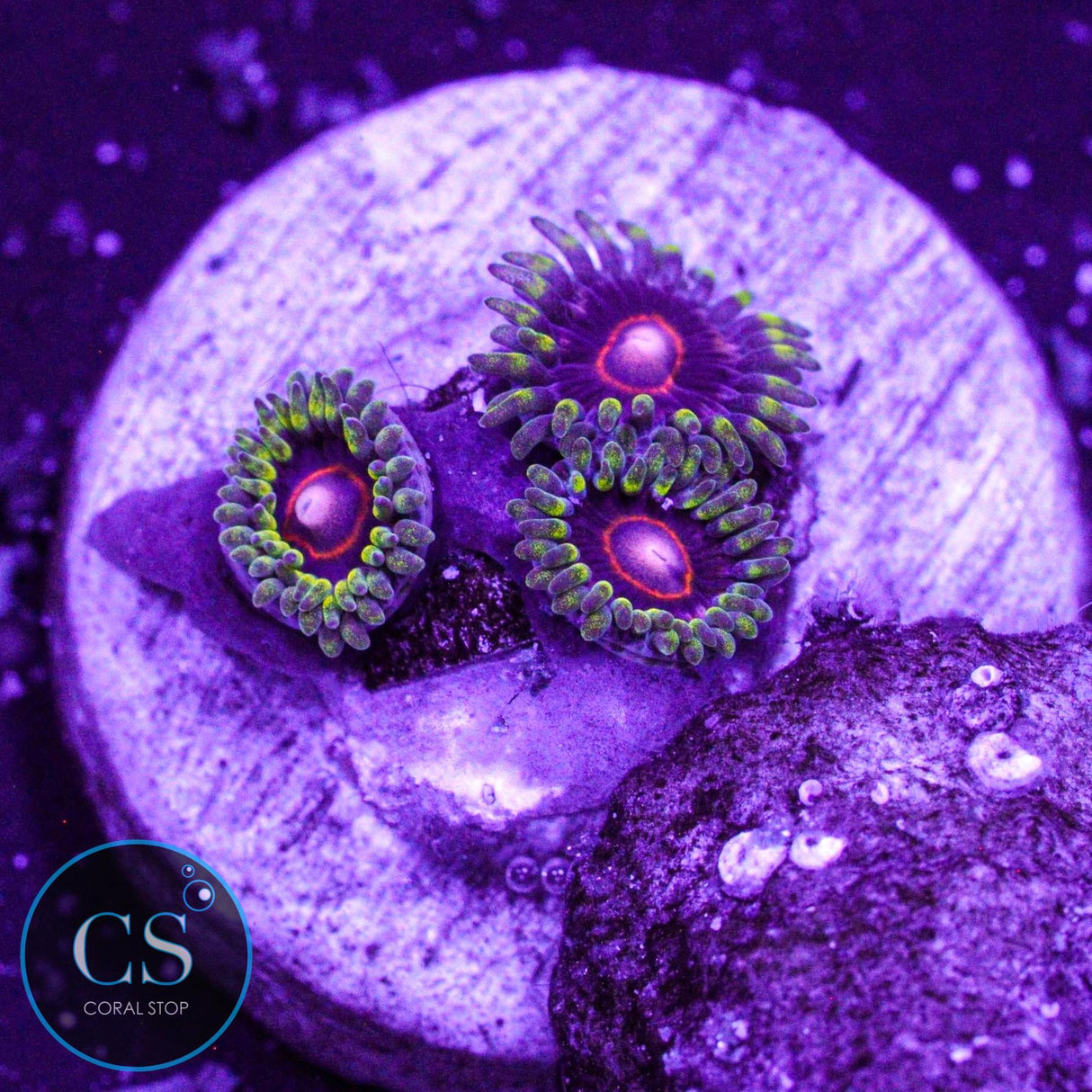 CB King Jawbreaker Hornet Zoa