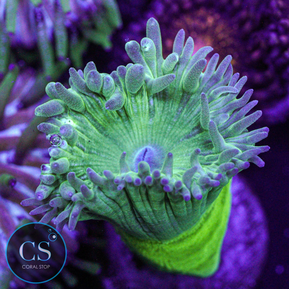 Green Duncan