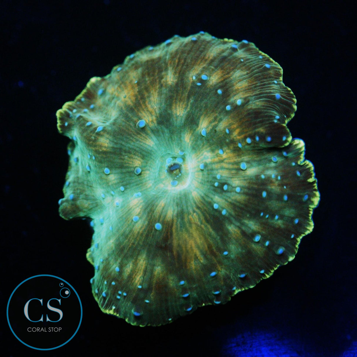 ICE LEOPARD MUSHROOM