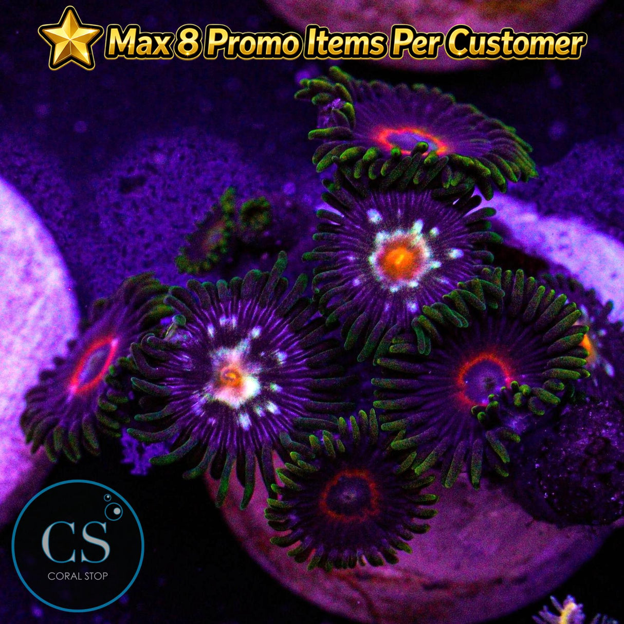 Combo Zoa