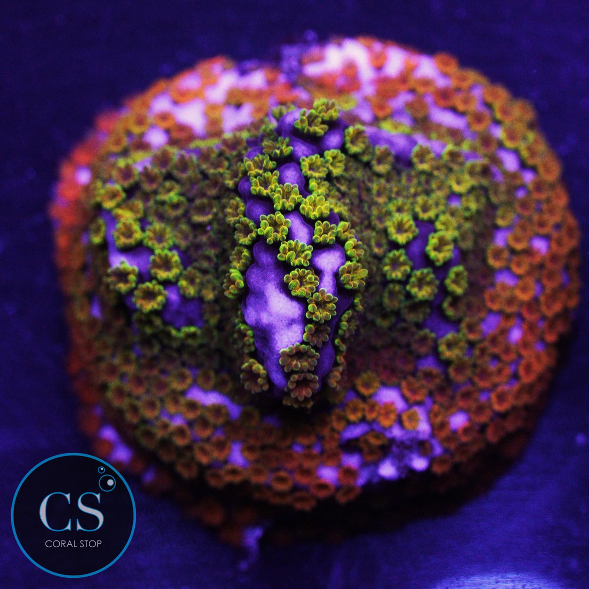 WWC Rainbow Montipora