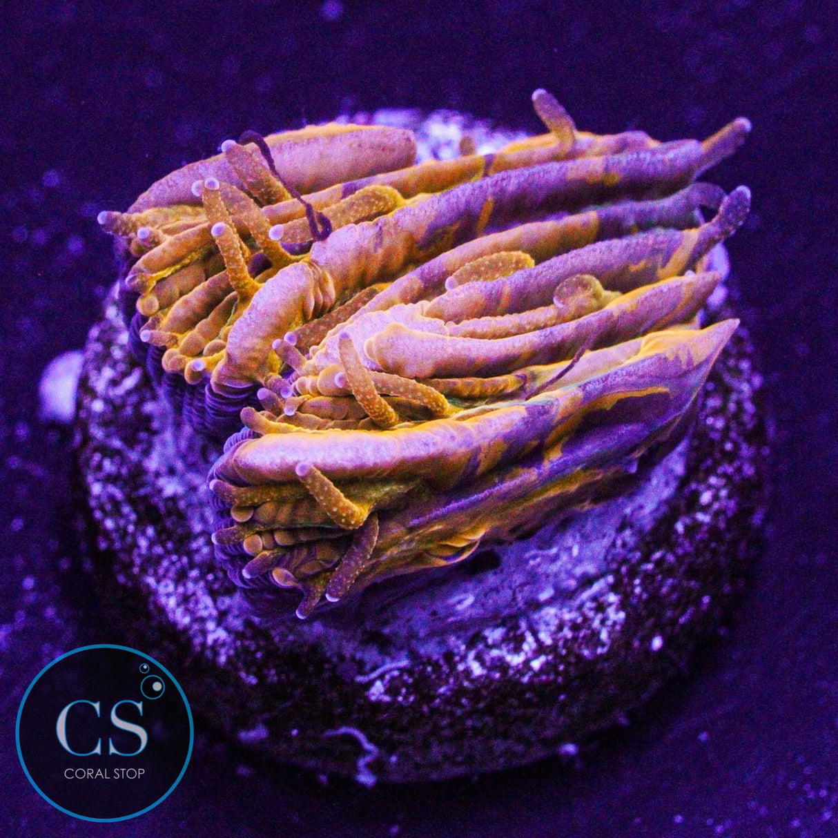CS Purple Monster Plate