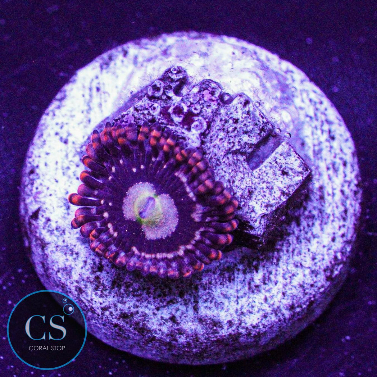 Carrot Top Zoa