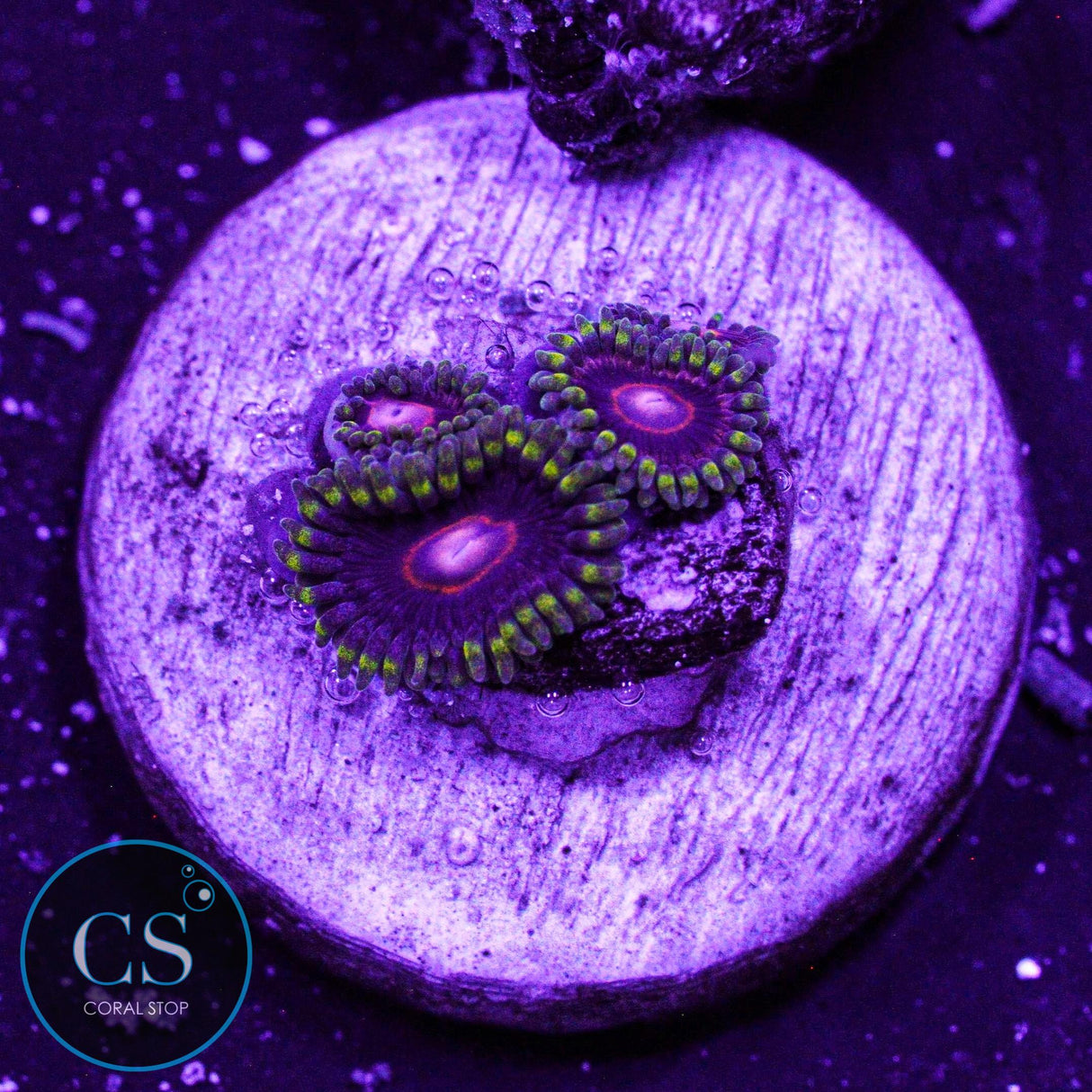 CB King Jawbreaker Hornet Zoa