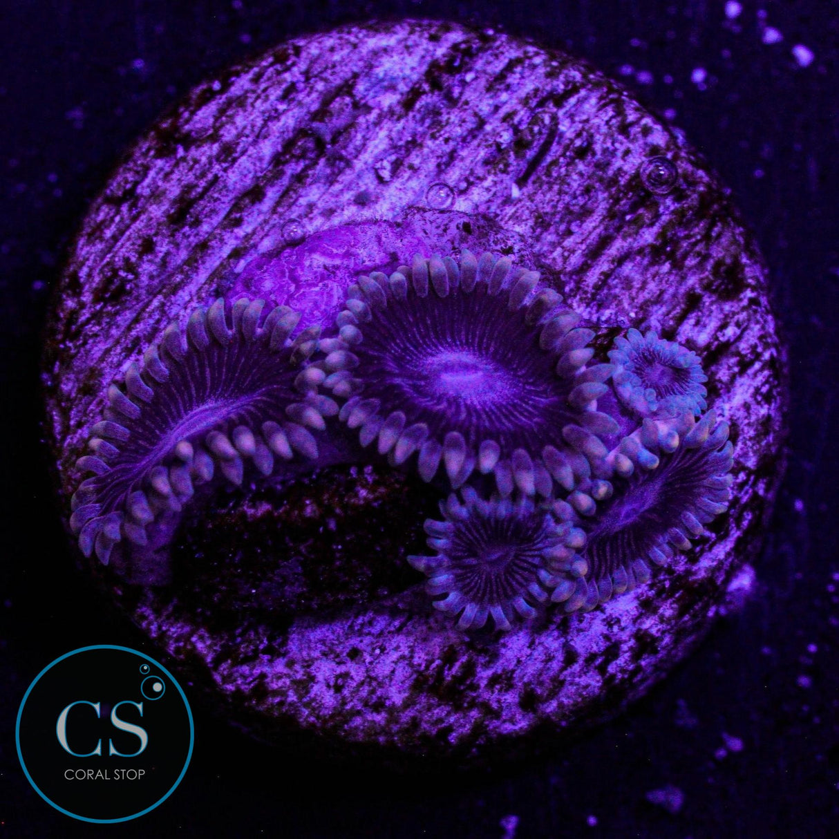 Black "People Eater" Zoa