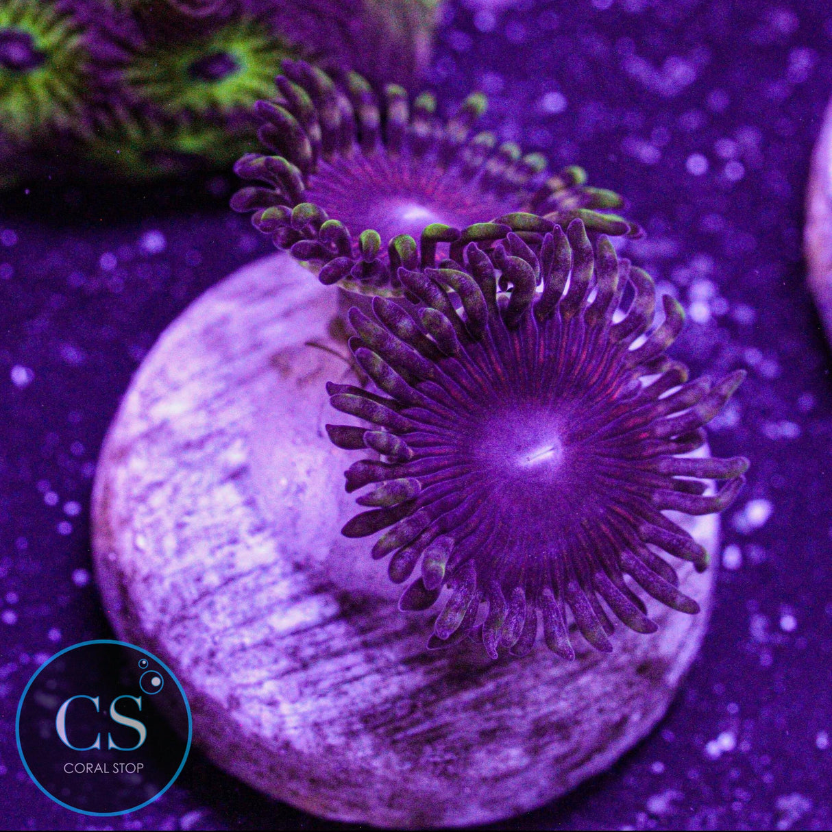 CS Athena Zoa