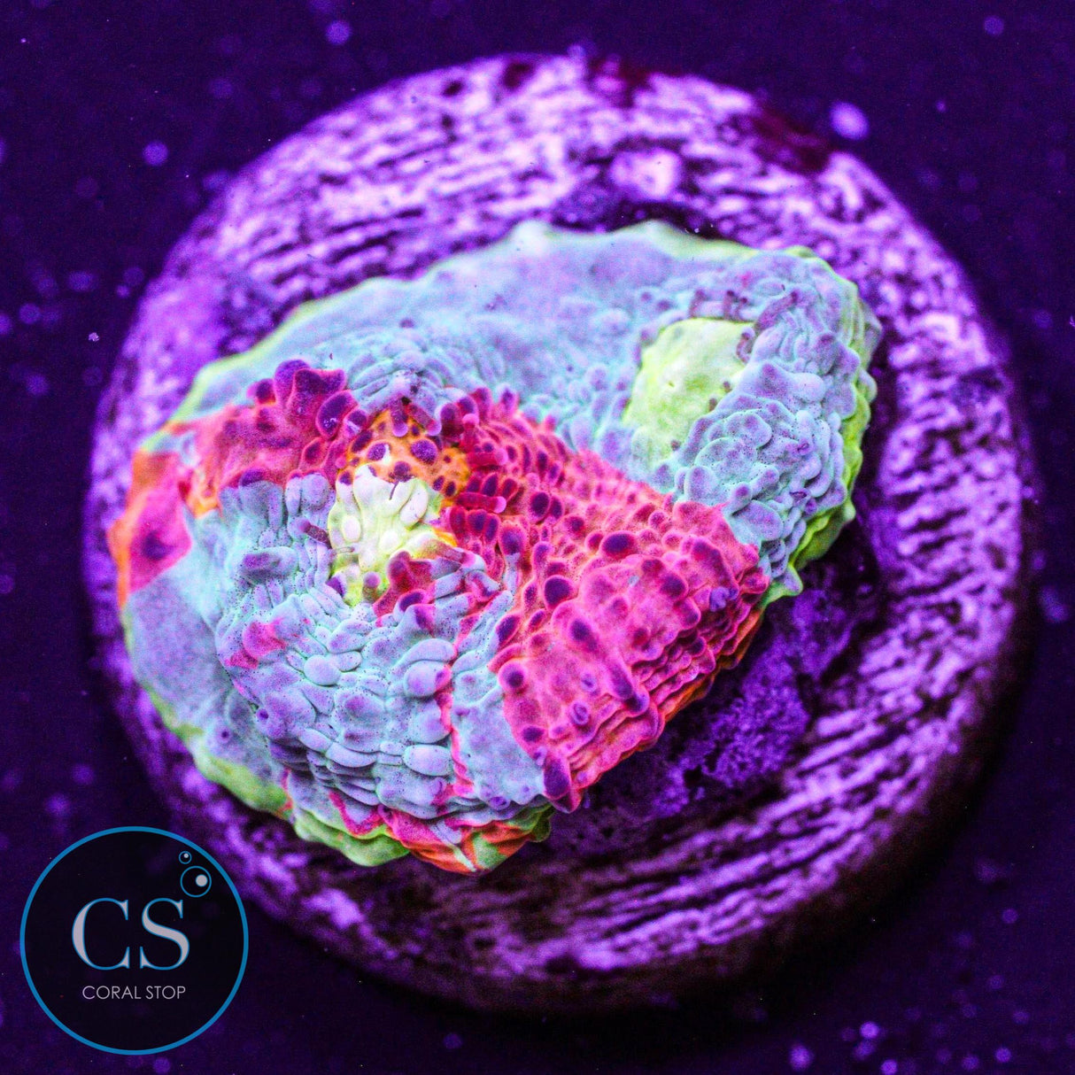 Jellybean Rainbow Chalice
