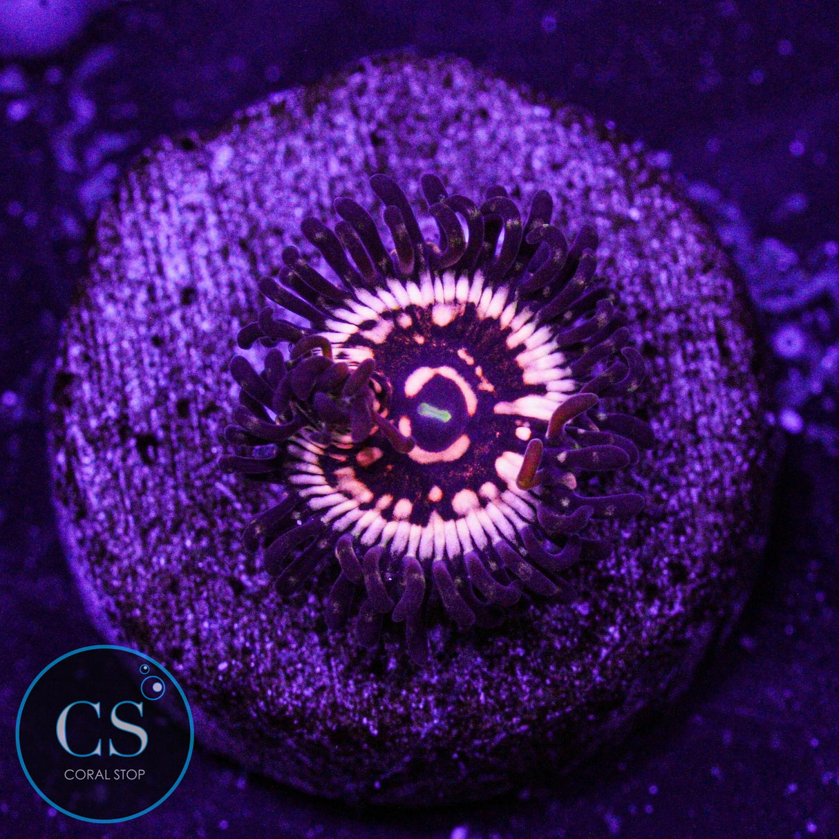 LCH Spectral Shockwave Zoa