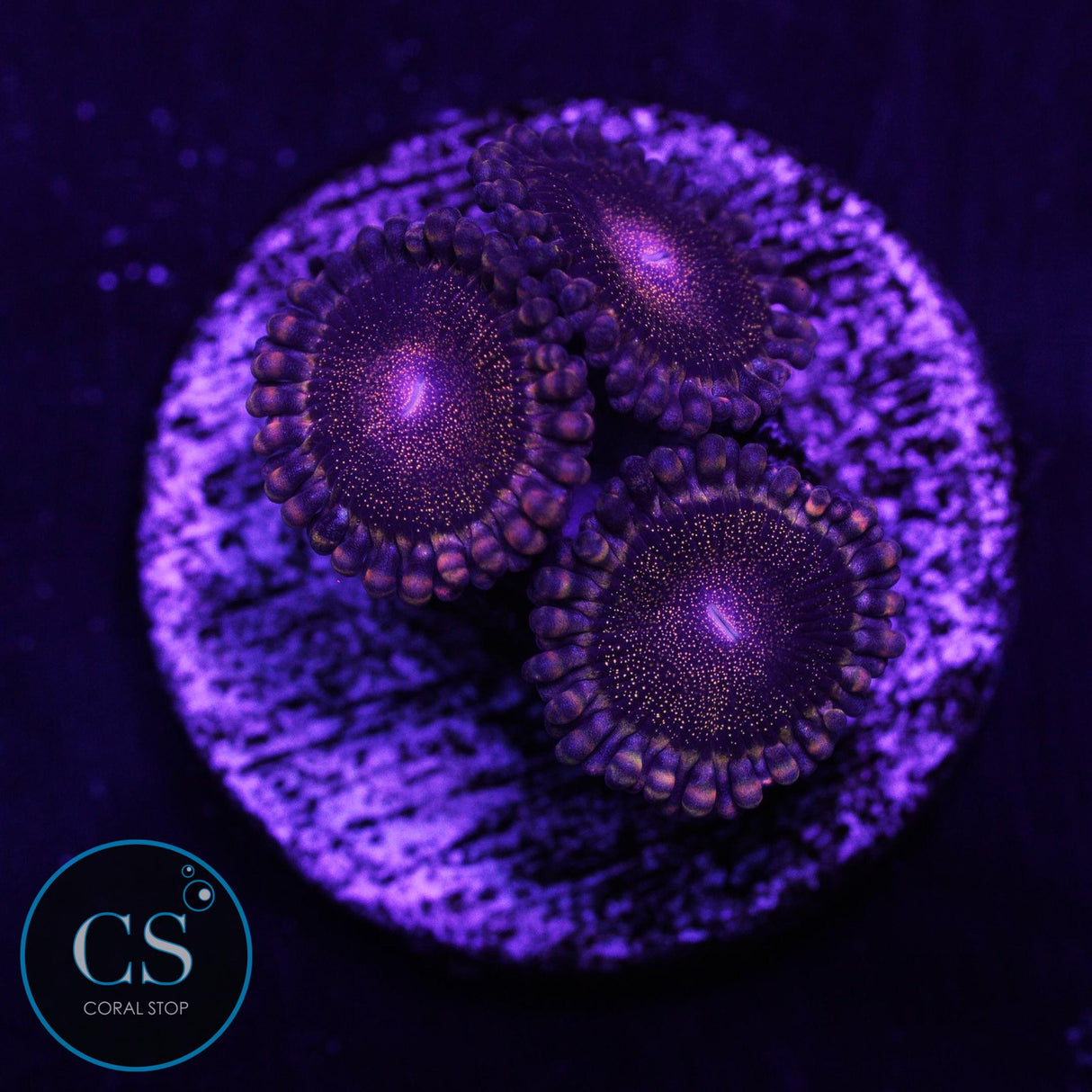 CS Orange Deathstar Zoa