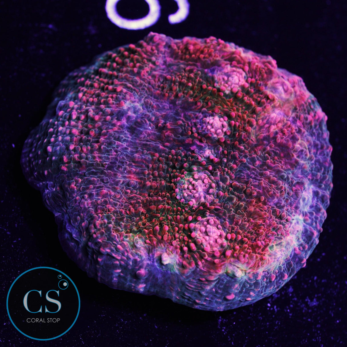 CS New Release Pink Kryptonite Chalice