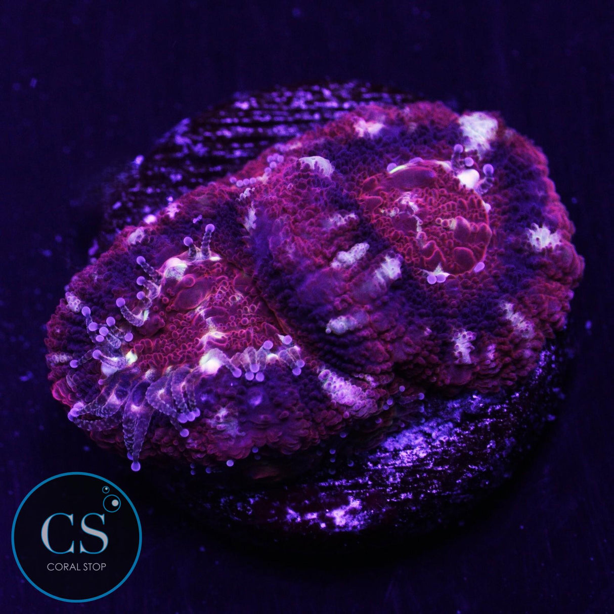 Police Siren Asian Acan