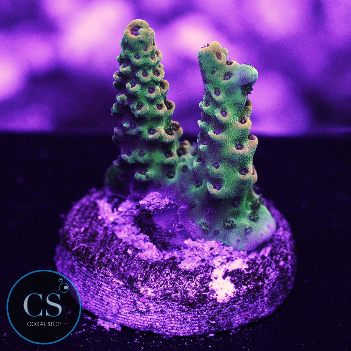 Zeus Fury Acropora