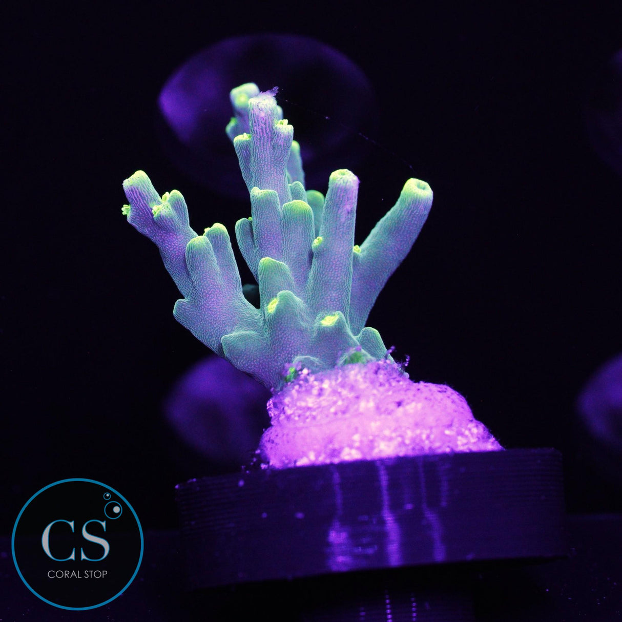 WWC Banana Peal Acro