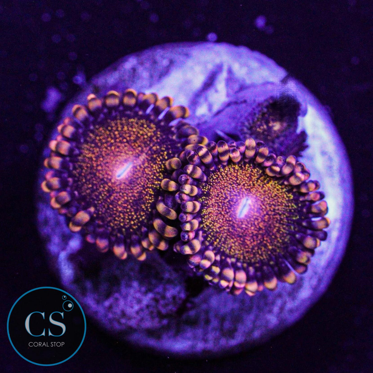 CS Orange DeathStar Zoa