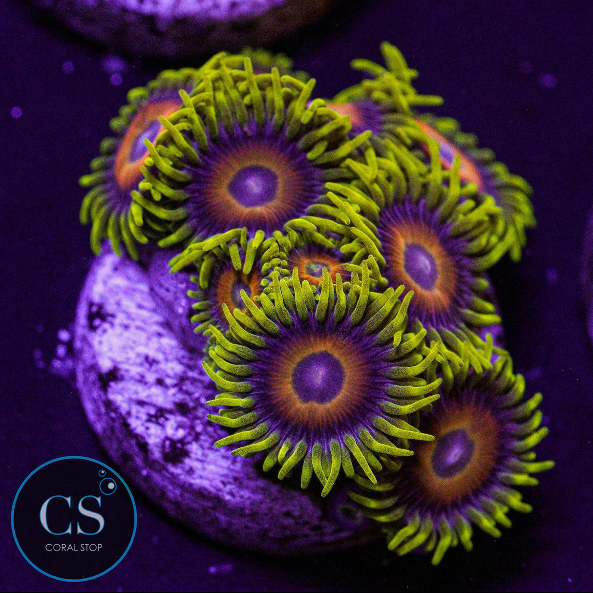 Lazy Lashes Zoa