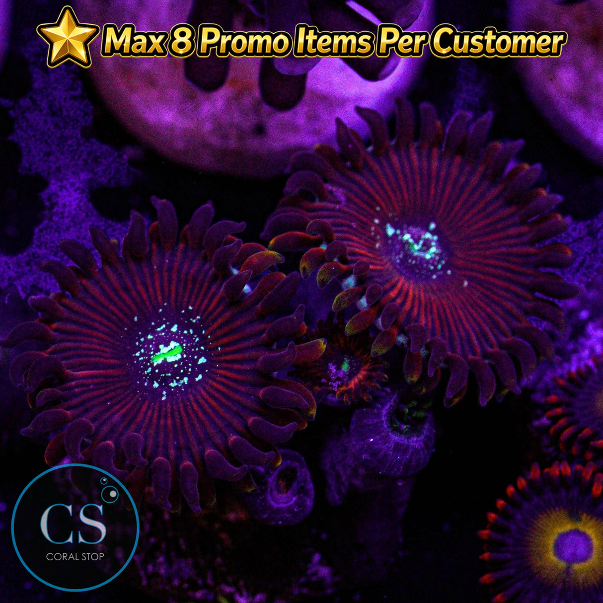 Ultra Magician Zoa