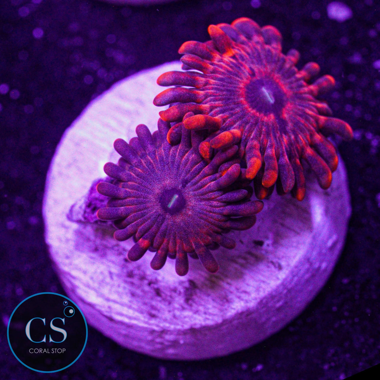 ARC Playdoh Zoa