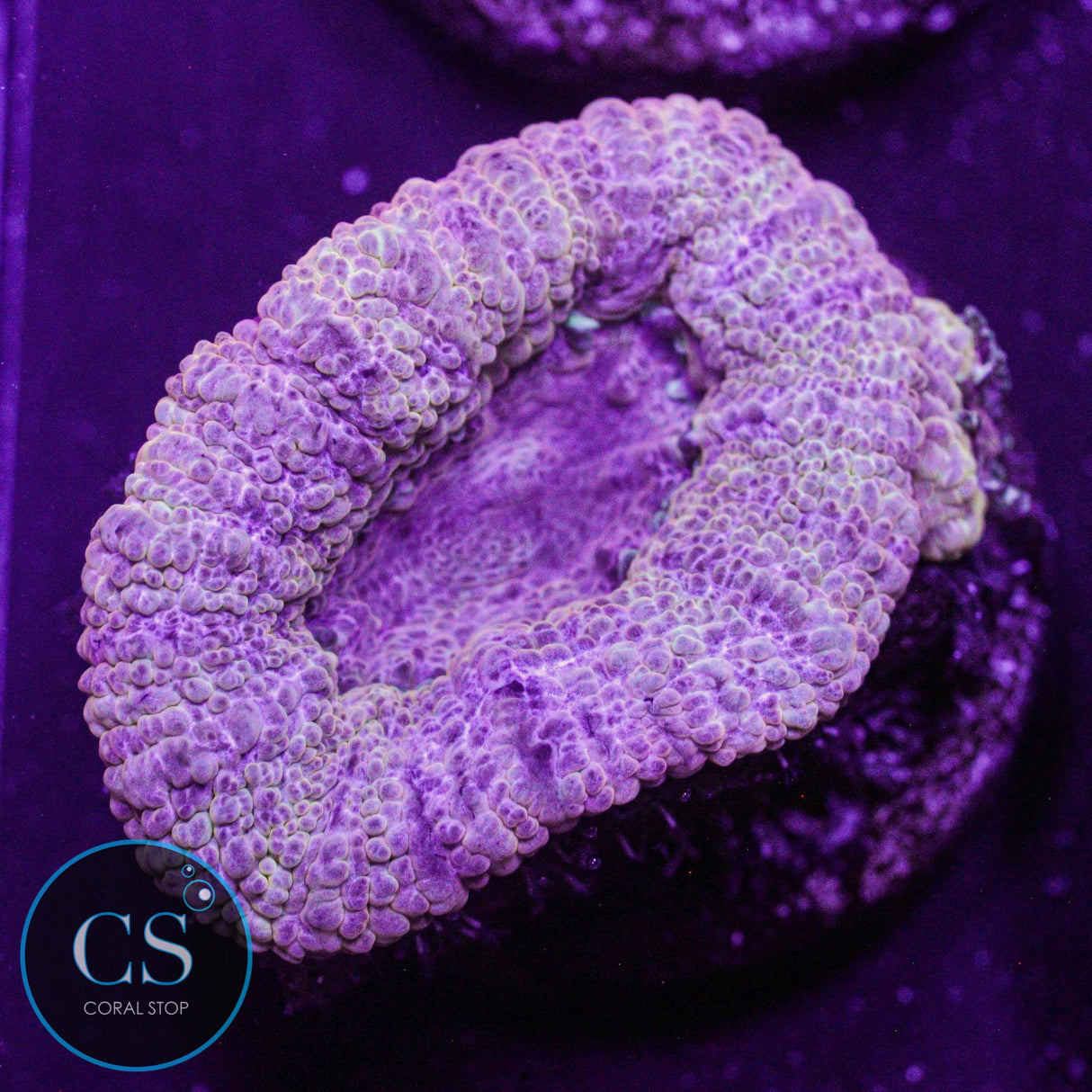 Banana Cream Asian Acan