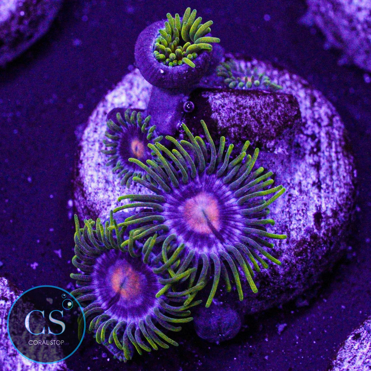 JF Big Bang Zoa