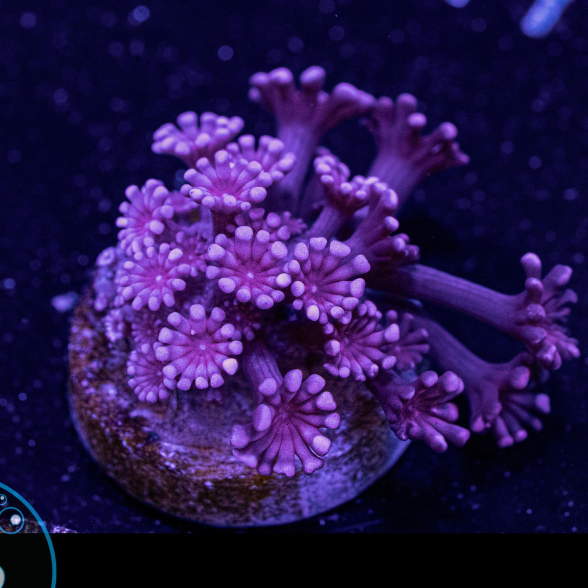 Rare Red Alveopora