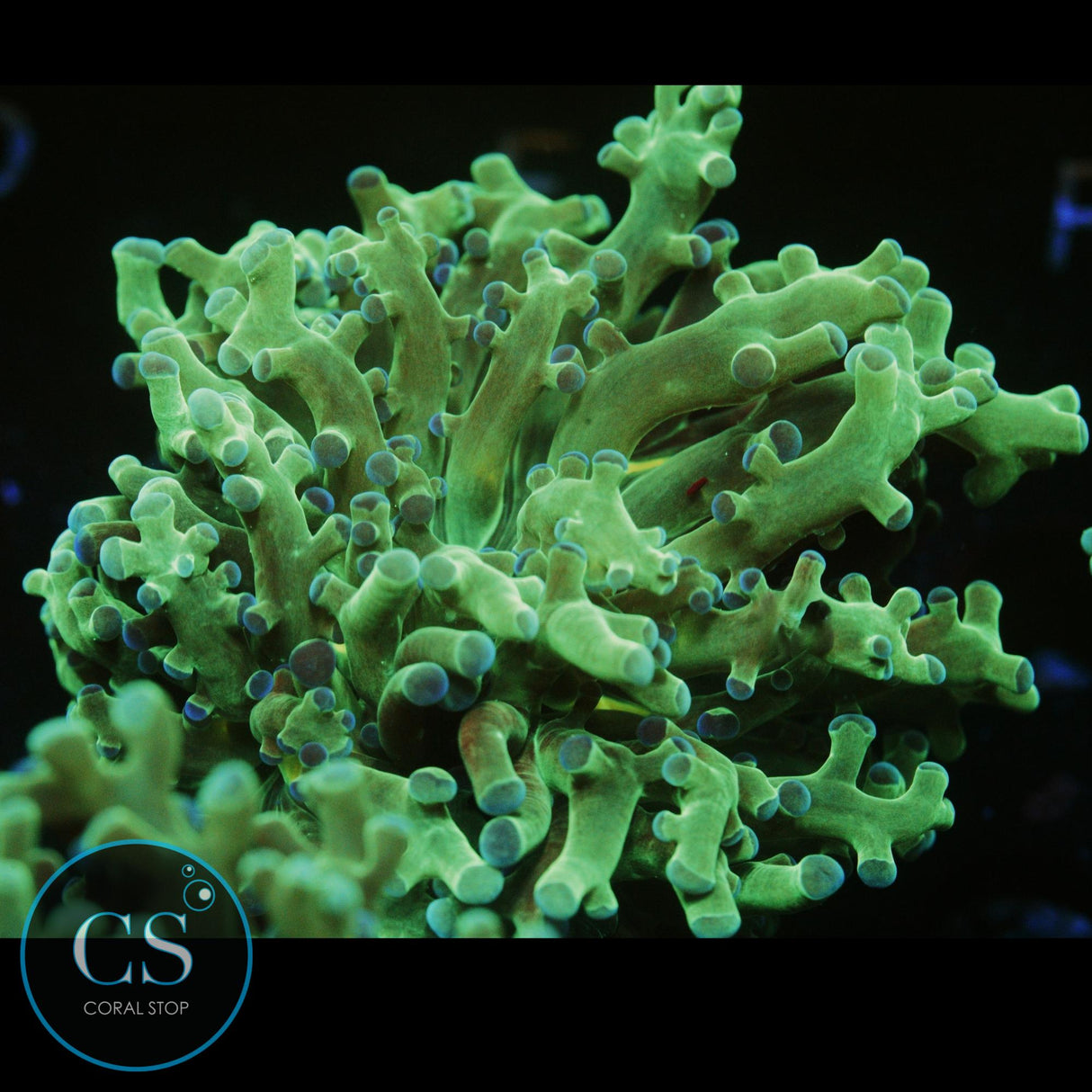 BICOLOR FROGSPAWN