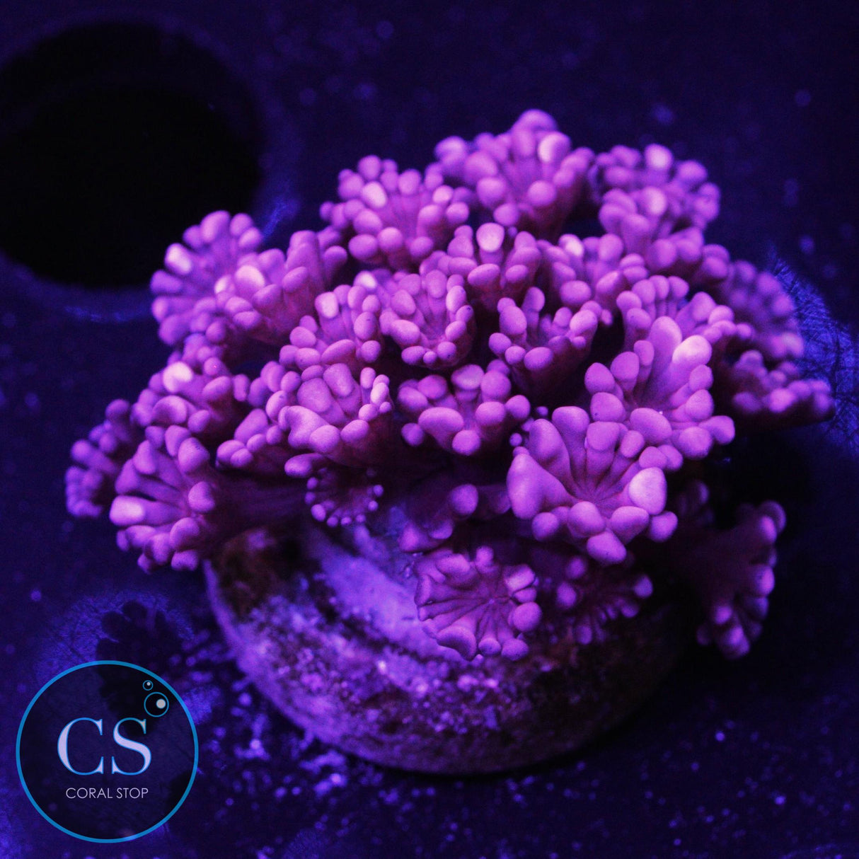 Rare Ruby Red Alveopora