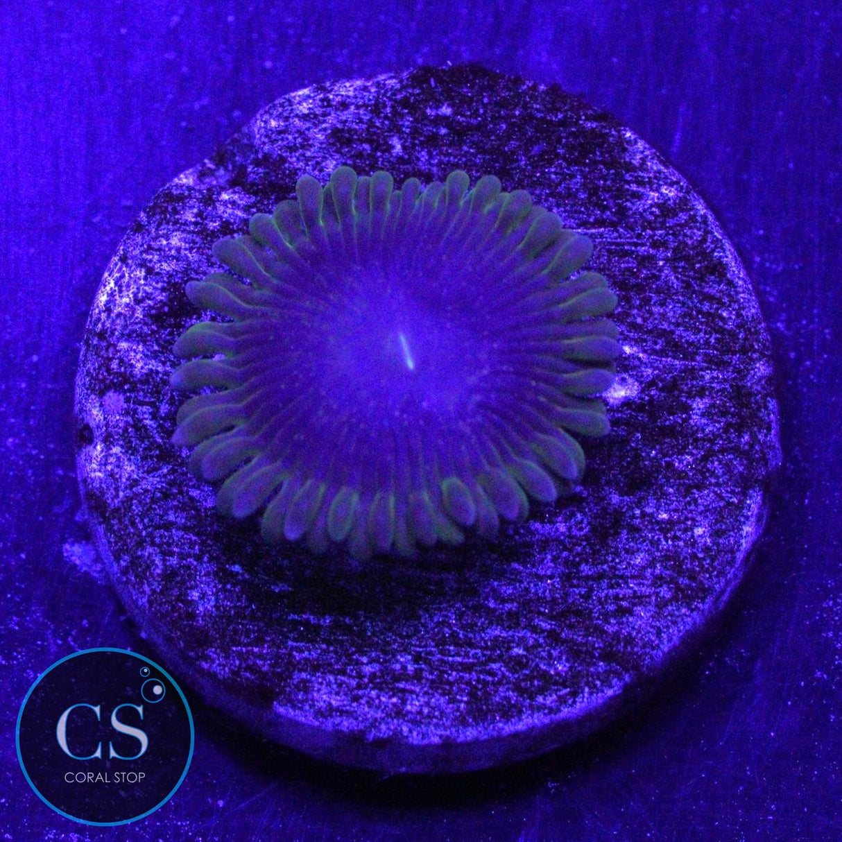 IA PURPLE VELOUR ZOA